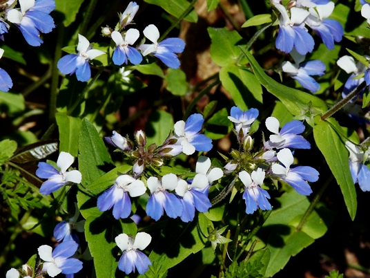 {Collinsia verna}